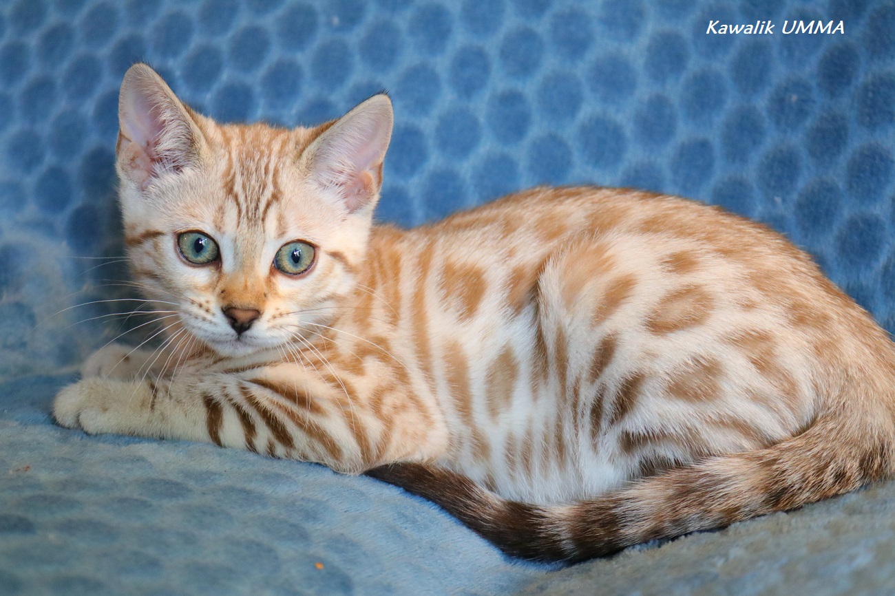 CHATON BENGAL SEAL MINK